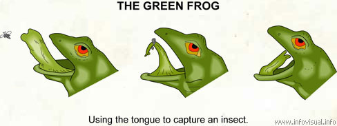 The green frog